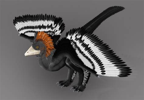 Dinosaur Fossil Reveals True Feather Colors Wired