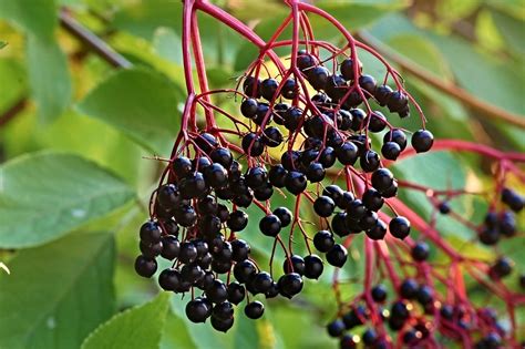 13 Elderberry Varieties Different Varieties Of Elderberry Chowtray