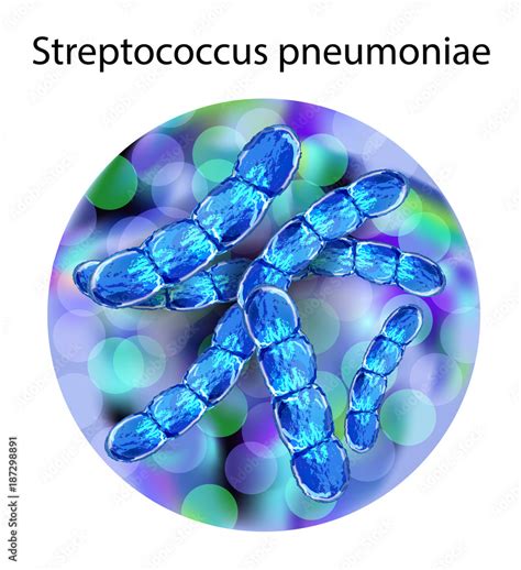 Streptococcus Pneumoniae Or Pneumococcus Stock Vector Adobe Stock