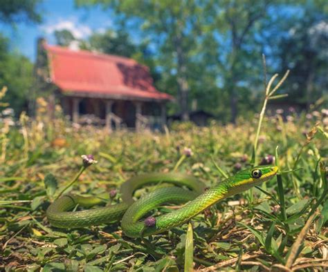 Get How To Avoid Snakes In Backyard Pics Home