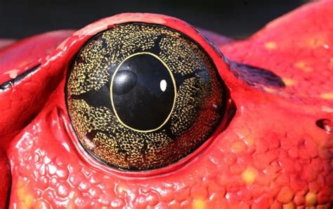 12 Most Unusual Animal Eye
