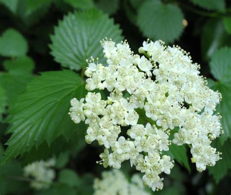 Using Georgia Native Plants Versatile Viburnums