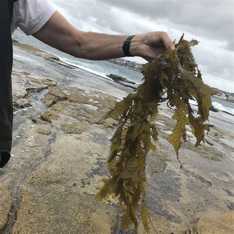 Golden Kelp How To Identify And Collect Edible Seaweeds — Wild Plants