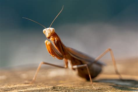 Mante Religieuse Mantis Religiosa Praying Mantis Flickr