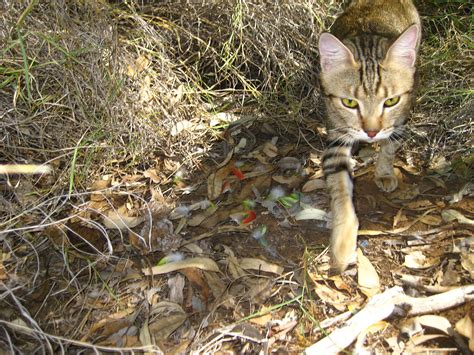 How Many Feral Cats In Australia Pestsmart