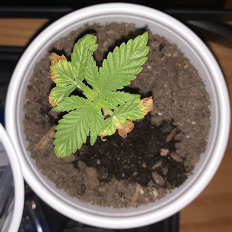 Help Somethings Wrong With My Plants Grasscity
