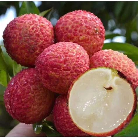 Vietnam To Sell Seedless Lychee For Commerce