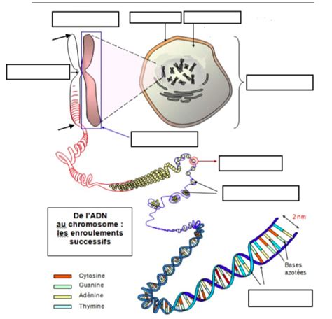 Structure Du Chromosome Et De Ladn Diagram Quizlet