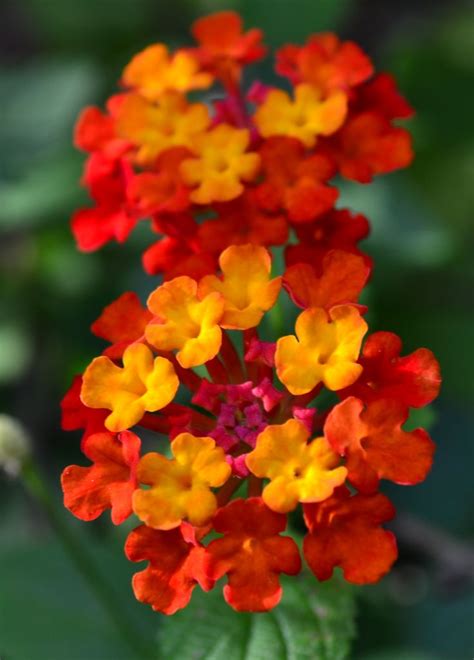 Brilliant flower clusters are irresistible to butterflies and available in shades of pink, red, orange and yellow. Lantana 'Dallas Red' (Lantana camara) | Gardening | Pinterest