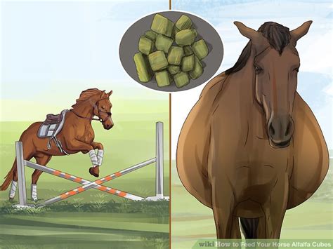 3 Ways To Feed Your Horse Alfalfa Cubes Wikihow Pet