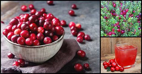Amazing Benefits Of Cranberry Juice For Womens Health