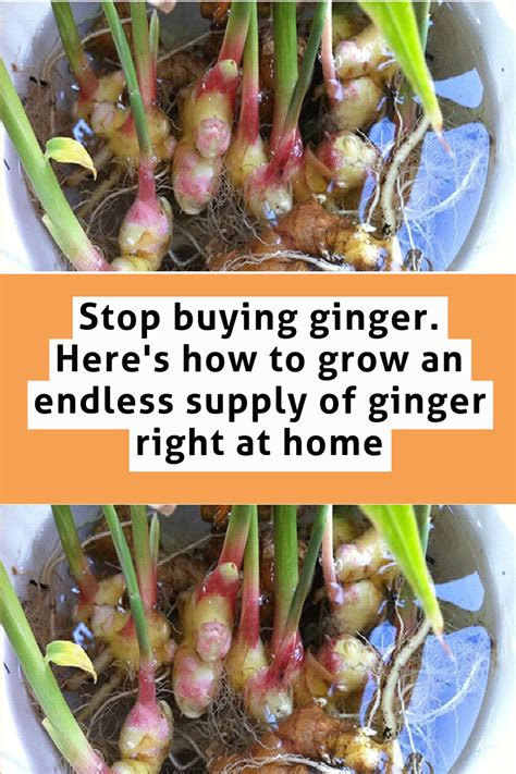 Stop Buying Ginger Here S How To Grow An Endless Supply Of Ginger Right At Home Artofit