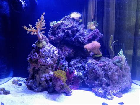 Upgraded My Saltwater Tank From A 20g To A 29g Biocube Over The Weekend