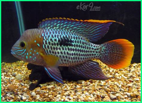 Ada dua spesies dalam genus ini, keduanya ditemukan di amerika selatan. Harga Ikan Oskar : 10 Jenis Ikan Oscar Yang Ganas Tapi ...