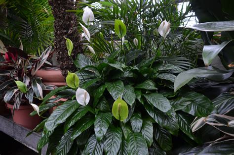 Peace Lily And Anthurium Plants Around Home Or Office What Grows