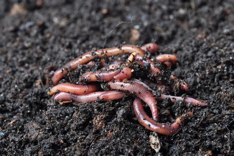 Types Of Bad Worms In Garden Soil Removal Methods