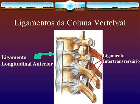 Ligamentos Da Coluna Vertebral