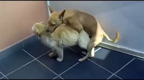 Funny Dogs Vs Cat Mating In Home 🐕 Vs 🐈 Youtube