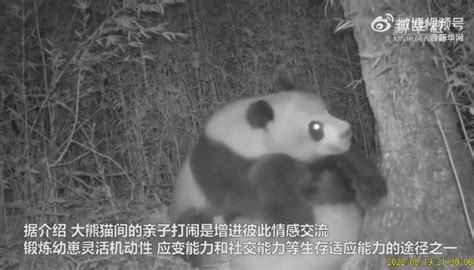 Wild Panda Mother Is Teaching Surviving Skills To Her Cub ️ ️ ️ By Pandas A Light In My Heart