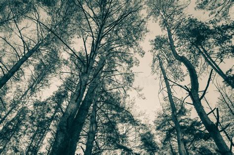 Tops Of Pine Trees In The Forest Monochrome Photo Stock Photo Image