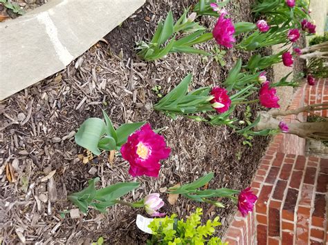 Flowers To Brighten Up Your Yard