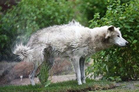 Pair Of Gray Wolves Explore New Home At Detroit Zoo