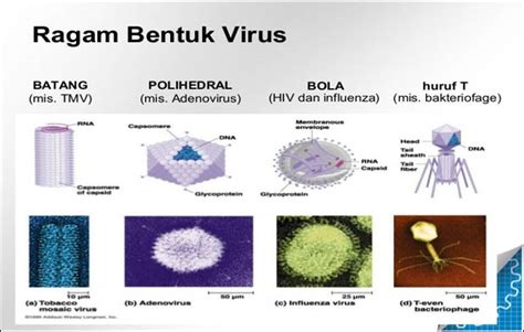 My First Blog Peta Konsep Virus Beserta Penjelasannya