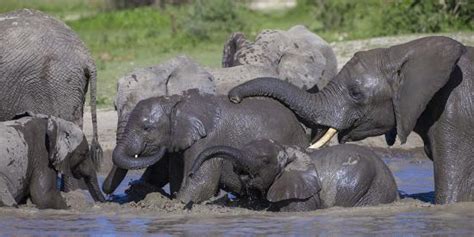 Africa Tanzania African Elephants Bathing At Ndutu Serengeti