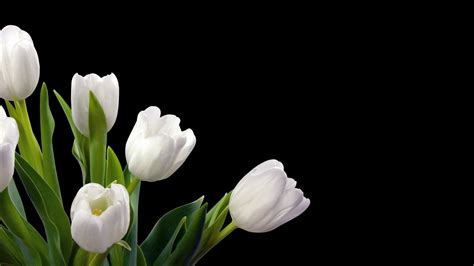 Tulip Full Hd Wallpaper And Background 1920x1080 Id404619