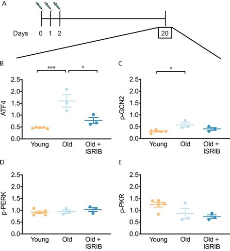 Figures And Data In Small Molecule Cognitive Enhancer Reverses Age Related Memory Decline In