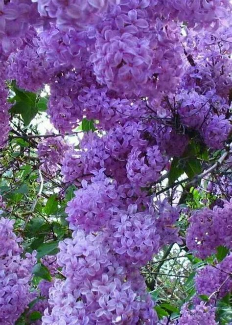 Precioso árbol De Lilas 💐 Beautiful Flowers Lilac Flowers