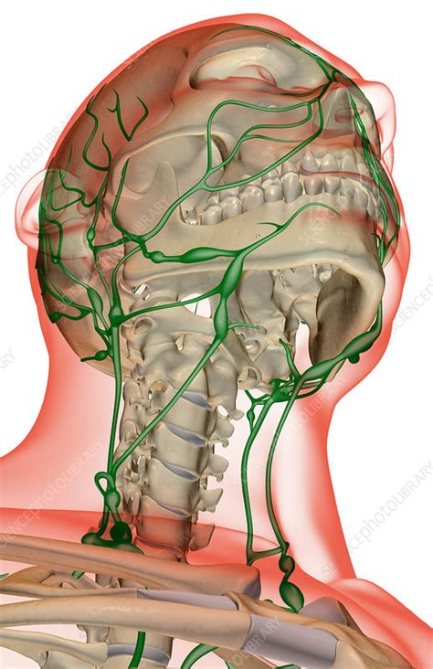 The Lymph Supply Of The Head And Neck Stock Image F