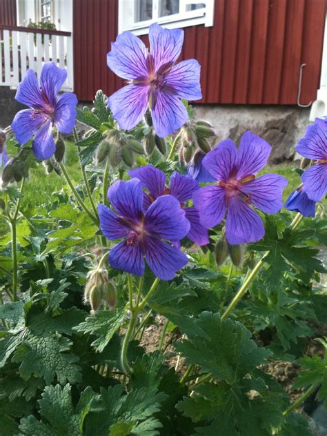 Livet på landet: Blommor, blommor!