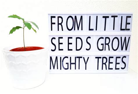 Oak Tree Acorn Lightbox Lightbox Quotes Terracotta From Little Seeds