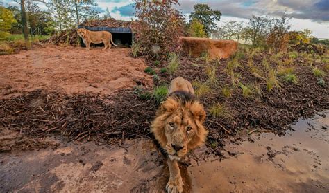 Gallery First Look At Chester Zoos New Lion Habitat Cheshire Live