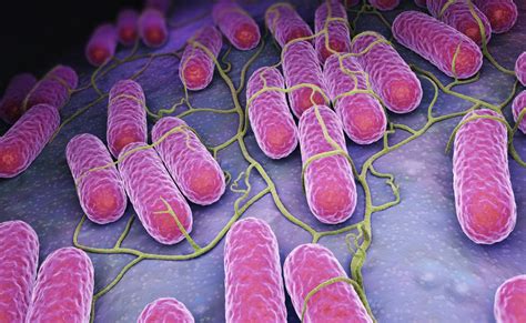 What is salmonella food poisoning? Salmonella: Symptoms, causes, and treatment
