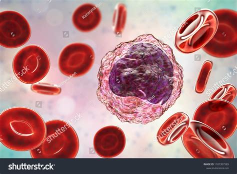Monocyte Surrounded By Red Blood Cells Stock Illustration 1187307589