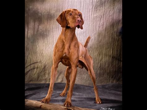 Not all breeders are reputable; CAZADOR VIZSLAS Dual Champion Bloodlines - Vizsla Puppies ...