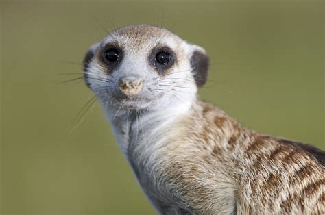 The Rise And Fall Of Meerkat Buzz And The Problem With Tech