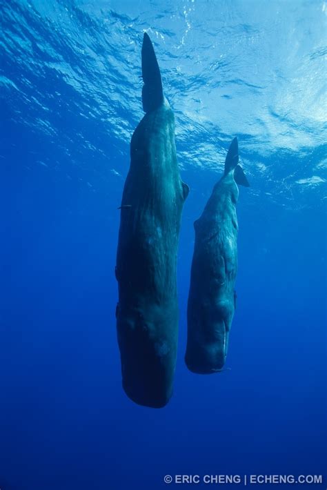 Two Sperm Whales In A Shallow Dive Two Sperm Whales In A S Flickr