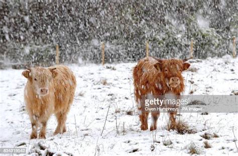 Highland Cattle Snow Photos And Premium High Res Pictures Getty Images