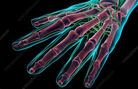 The Lymph Supply Of The Hand Stock Image F0018420 Science Photo