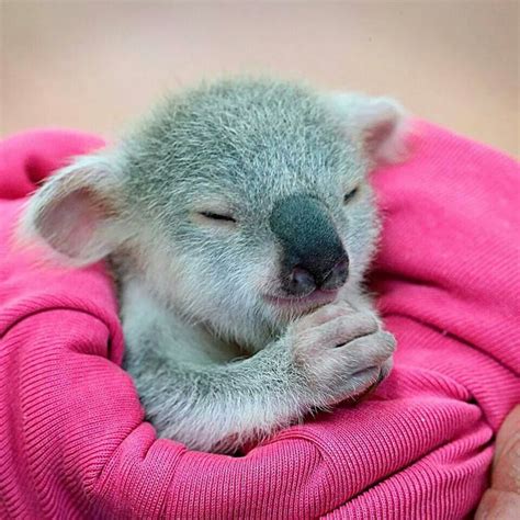 Baby Koala Cute Baby Animals Cute Animals Cuddly Animals