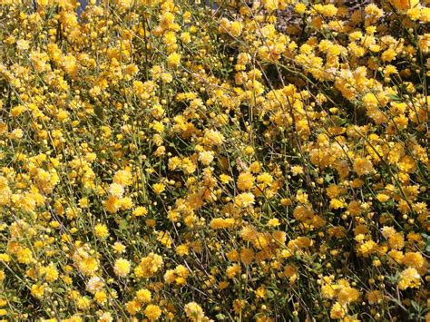 Gefüllter Ranunkelstrauch Kerrie Pleniflora Kerria Japonica