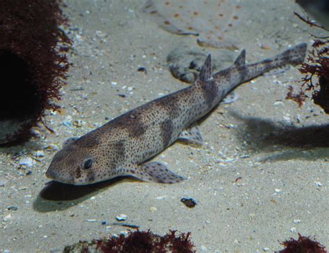 Small Spotted Catshark Scyliorhinus Canicula 2021 06 12 Zoochat