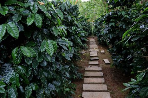 Arabian Coffee Plants In Coffee Plantation Farm Stock Photo Image Of