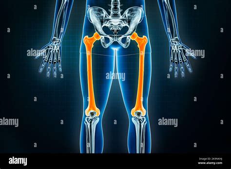 Femur Or Thigh Bone X Ray Front Or Anterior View Osteology Of The