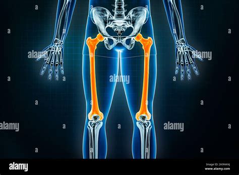 Hueso De La Pierna Humana Fotografías E Imágenes De Alta Resolución Alamy