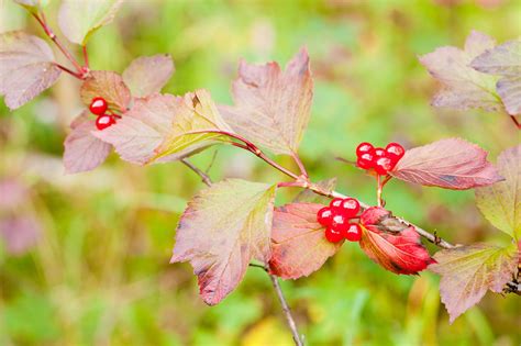 Edible Berries Of The Pacific Northwest