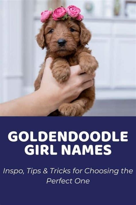 Goldendoodle Girl Names Inspo Tips And Tricks For Choosing The Perfect